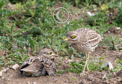 Pair of Stone Culews at a Nest